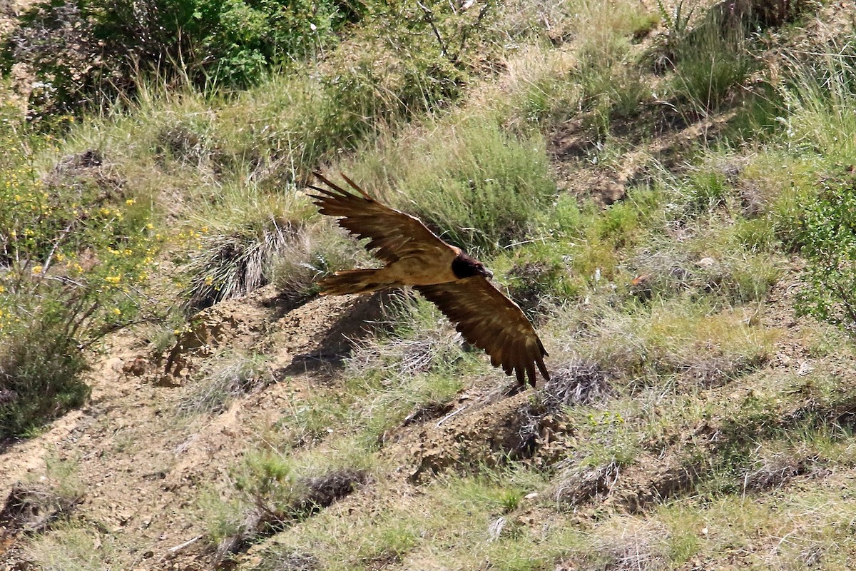 Bearded Vulture - ML620297549