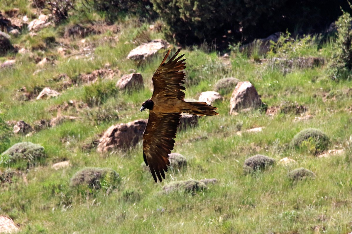 Bearded Vulture - ML620297550