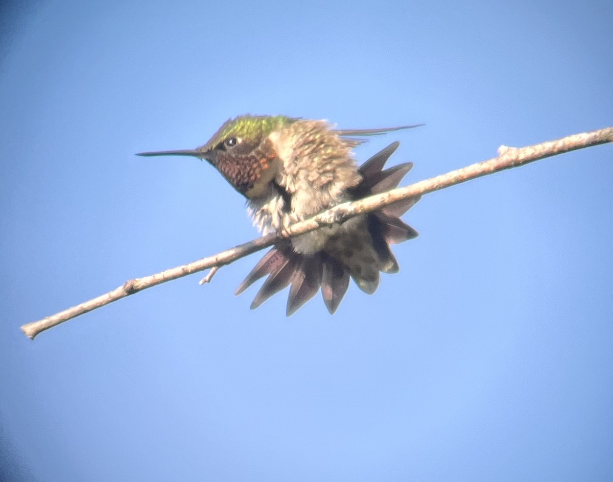 Ruby-throated Hummingbird - ML620297556