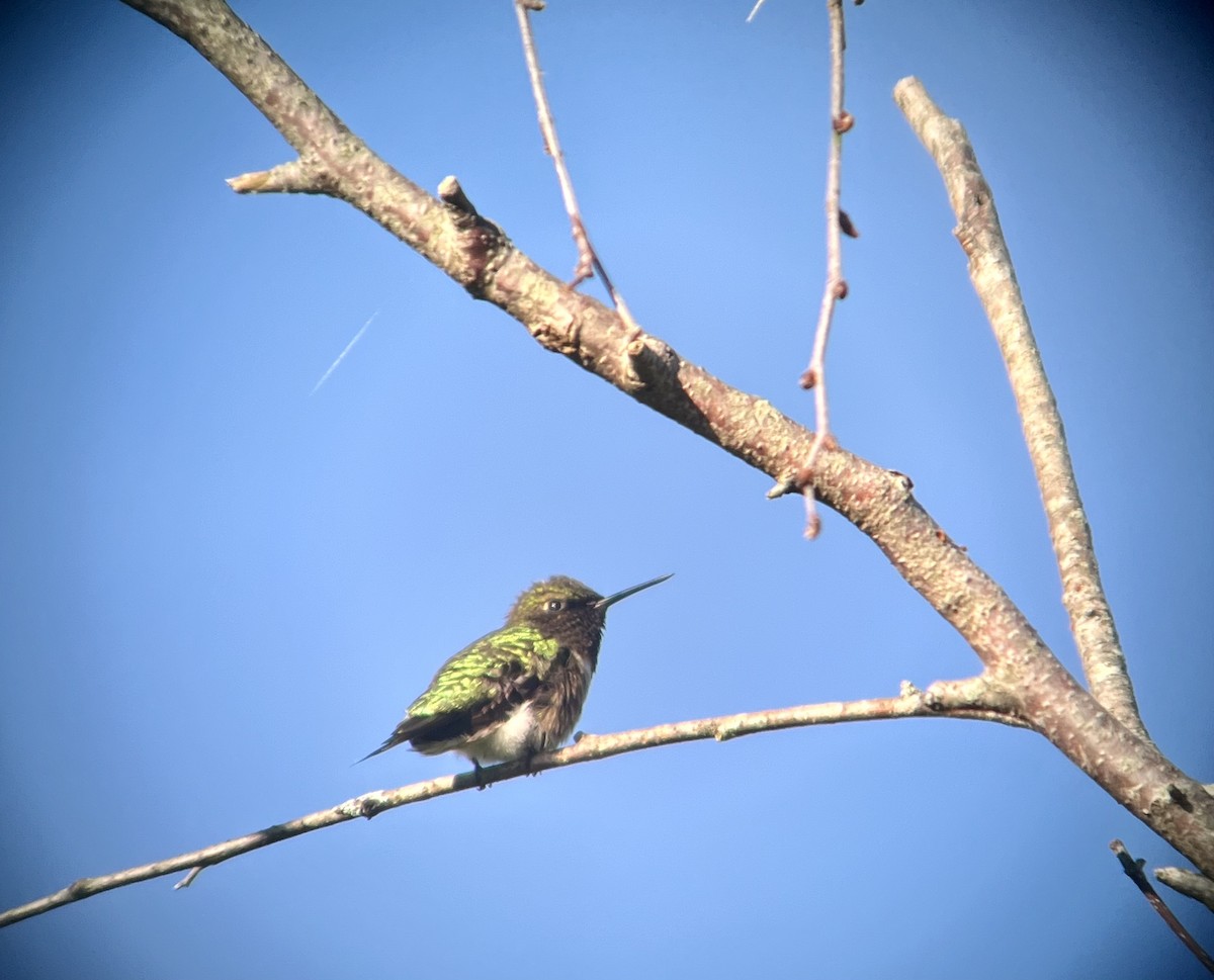 Colibrí Gorjirrubí - ML620297557