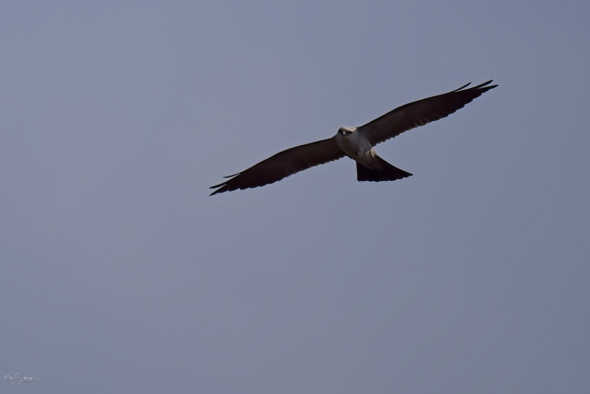 Mississippi Kite - ML620297559