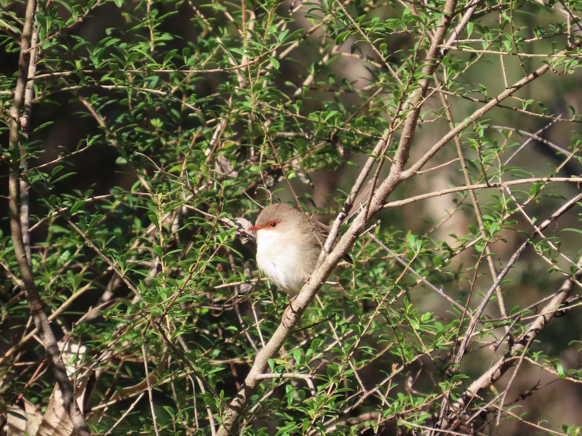 Superb Fairywren - ML620297569