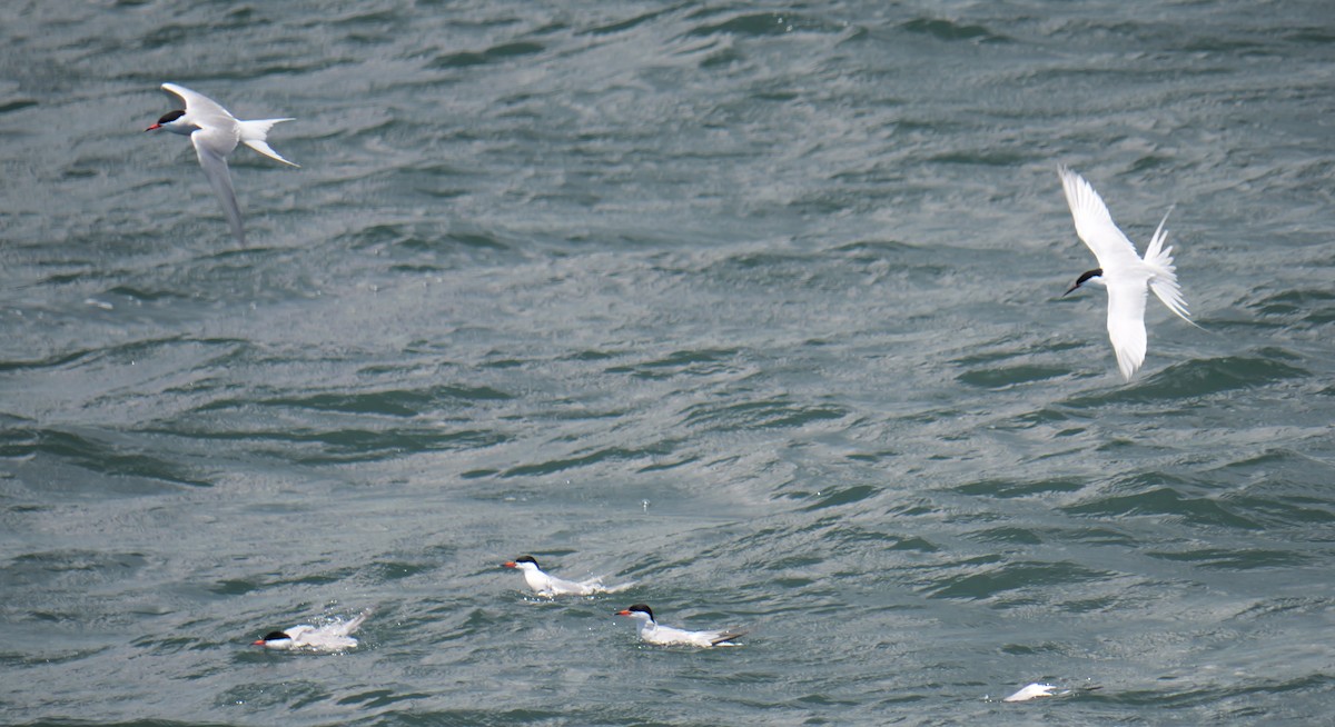 Roseate Tern - ML620297571