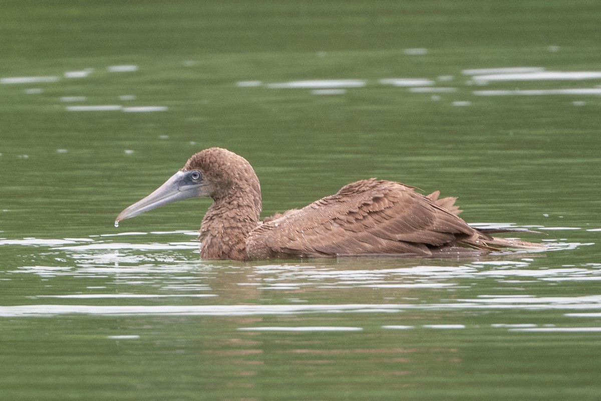 Brown Booby - ML620297575