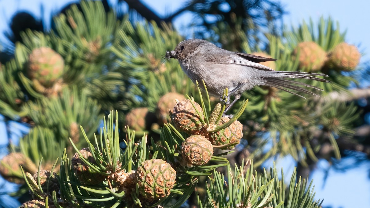 Bushtit - ML620297581