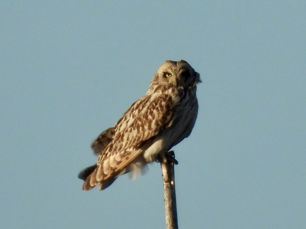 Short-eared Owl - ML620297584