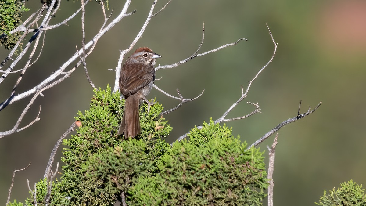 Rufous-crowned Sparrow - ML620297585