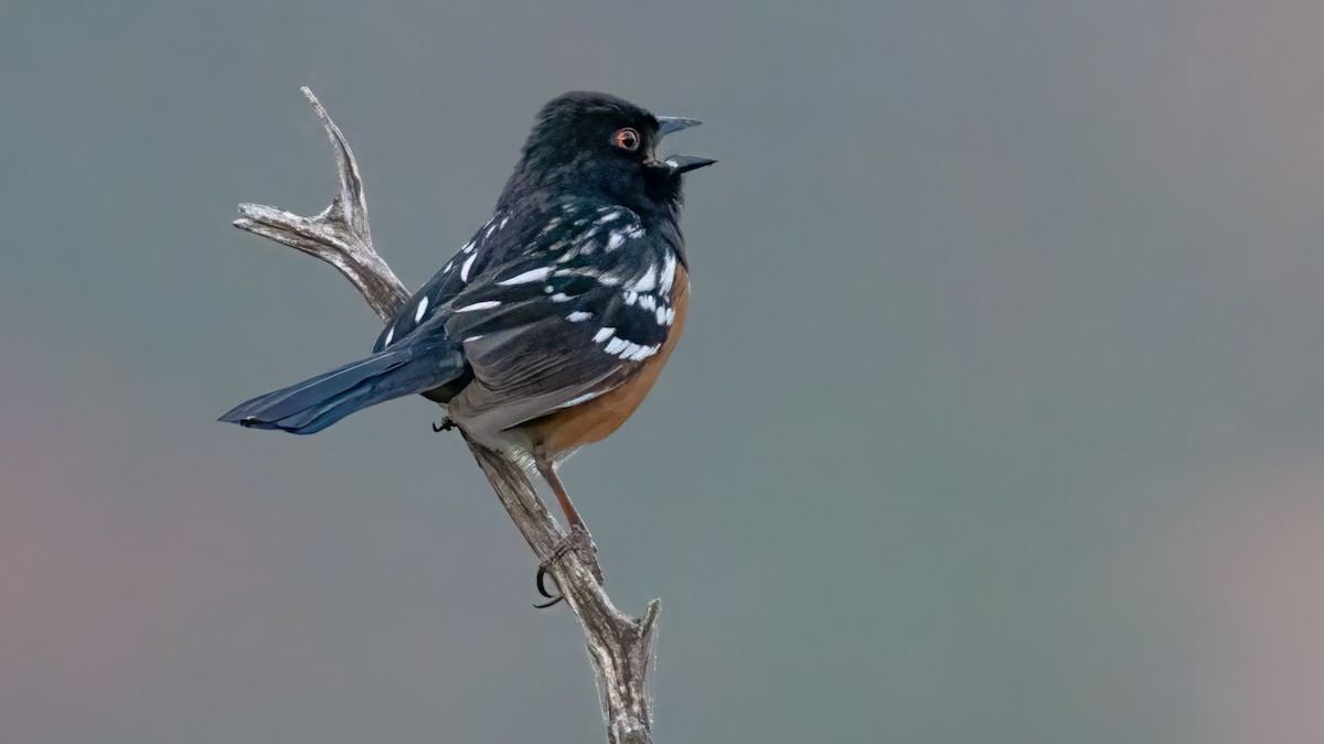 Spotted Towhee - ML620297589