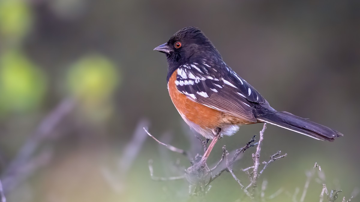 Spotted Towhee - ML620297591