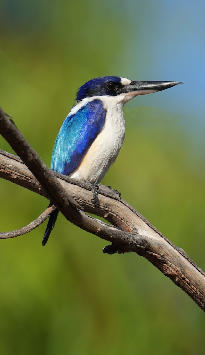 Forest Kingfisher - ML620297597