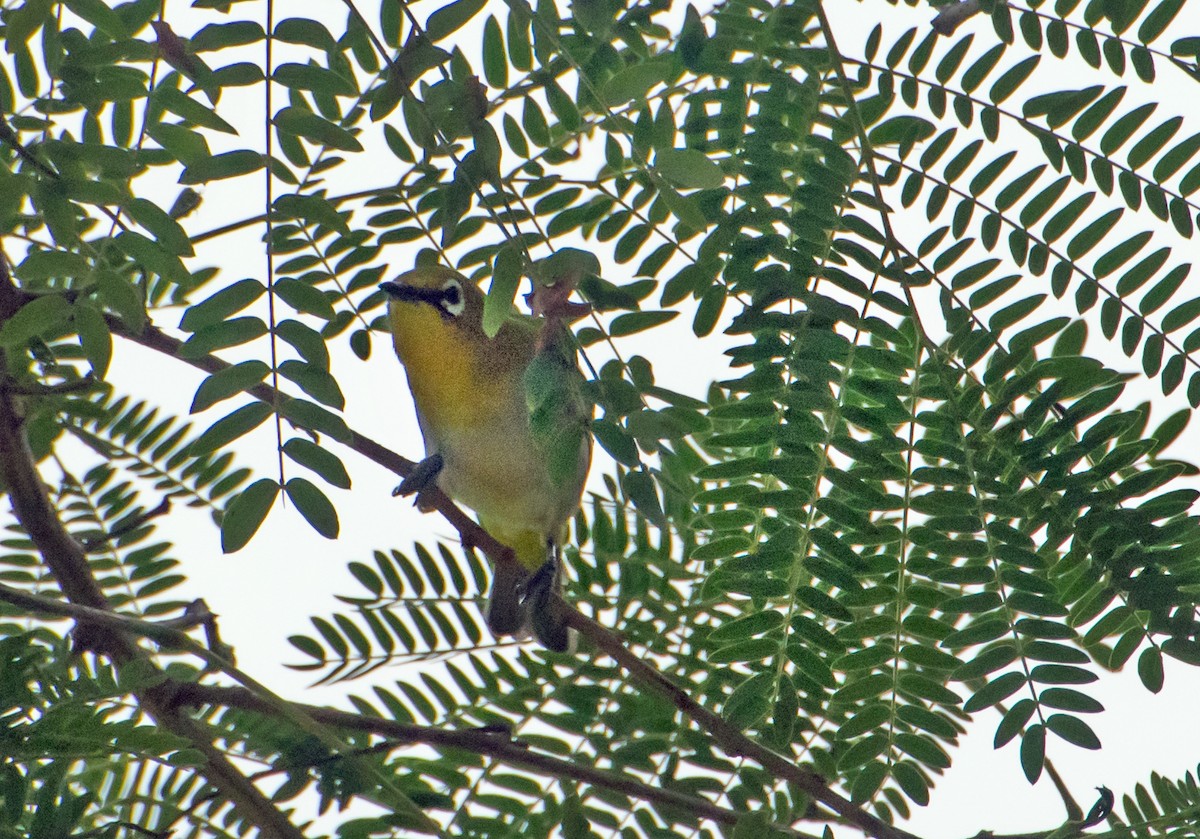 Indian White-eye - chandana roy