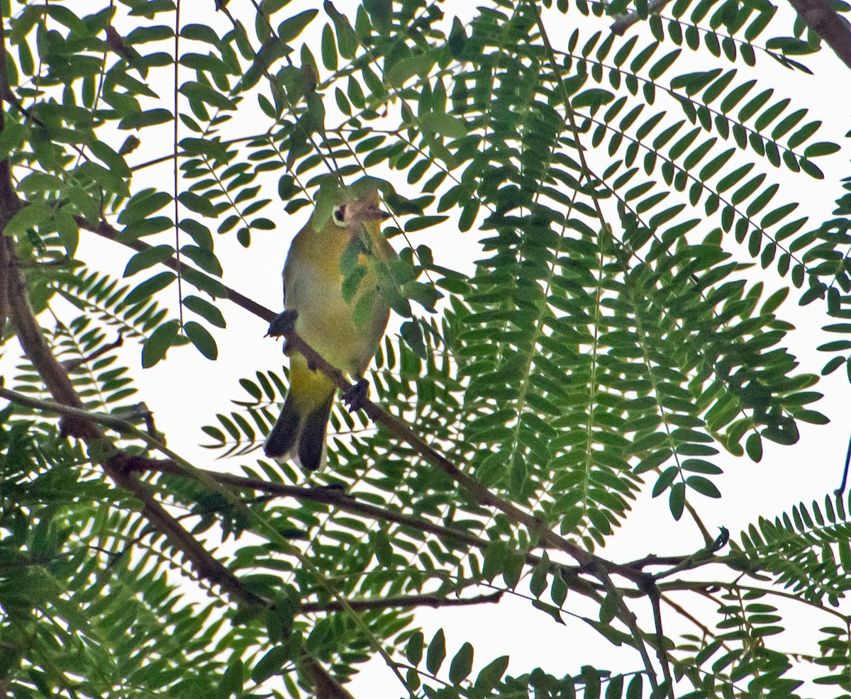 Indian White-eye - ML620297601