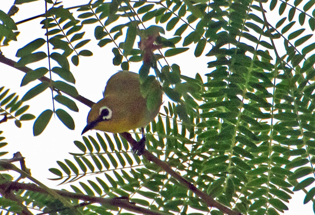 Indian White-eye - ML620297602