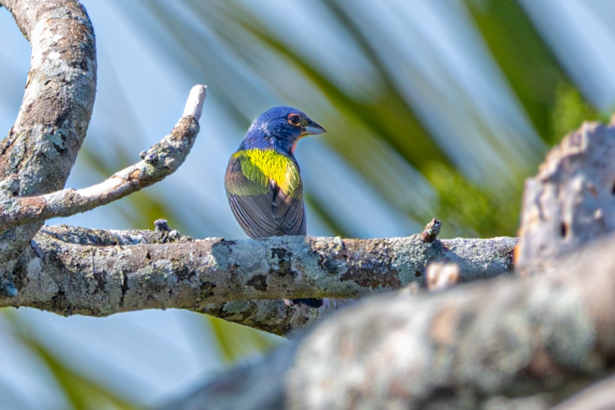 Painted Bunting - ML620297606