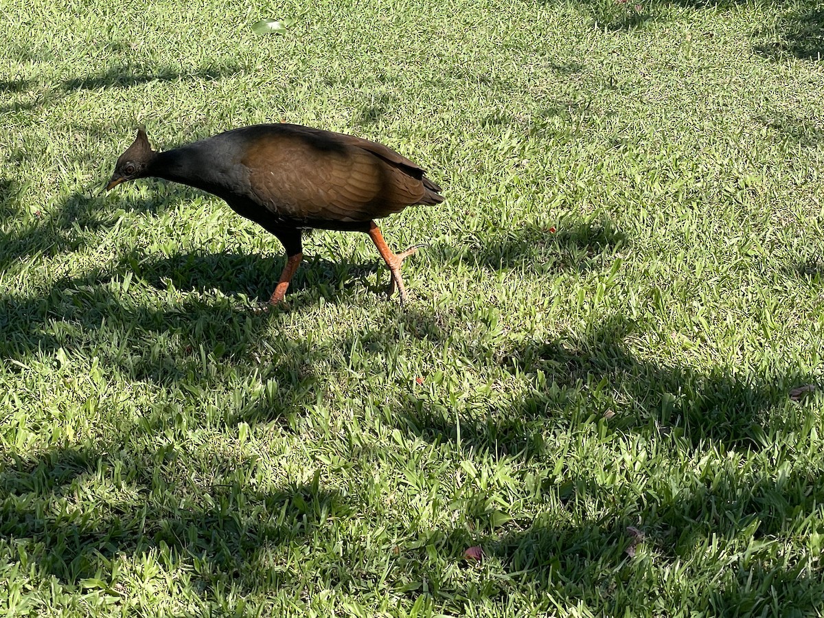 Rotbein-Großfußhuhn - ML620297608