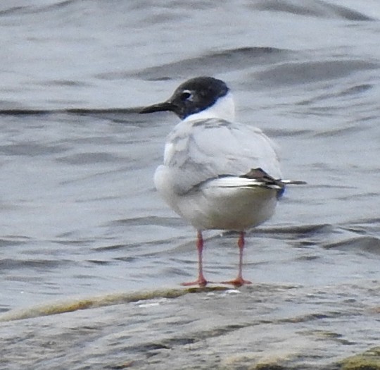 Bonaparte's Gull - ML620297611