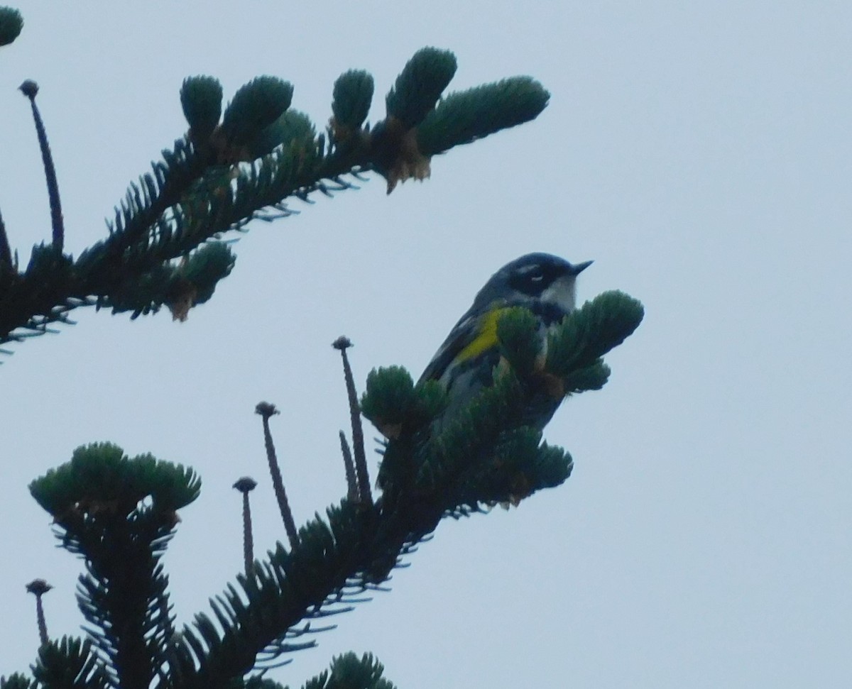 Yellow-rumped Warbler - ML620297613