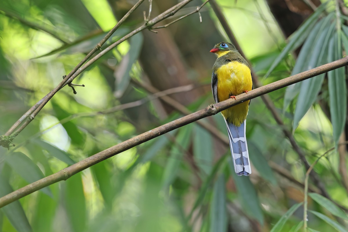 Trogon de Sumatra - ML620297616