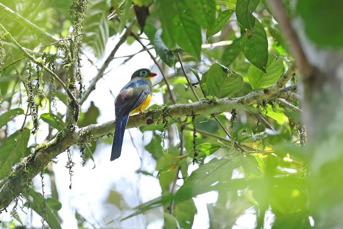 trogon sumaterský - ML620297617