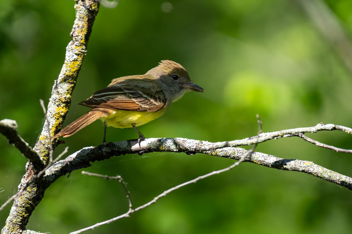 Great Crested Flycatcher - ML620297620