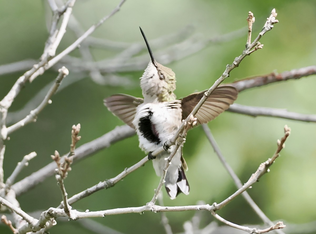 Black-chinned Hummingbird - ML620297623