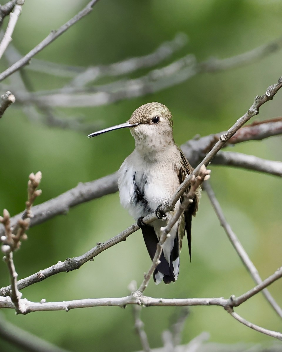 Black-chinned Hummingbird - ML620297624