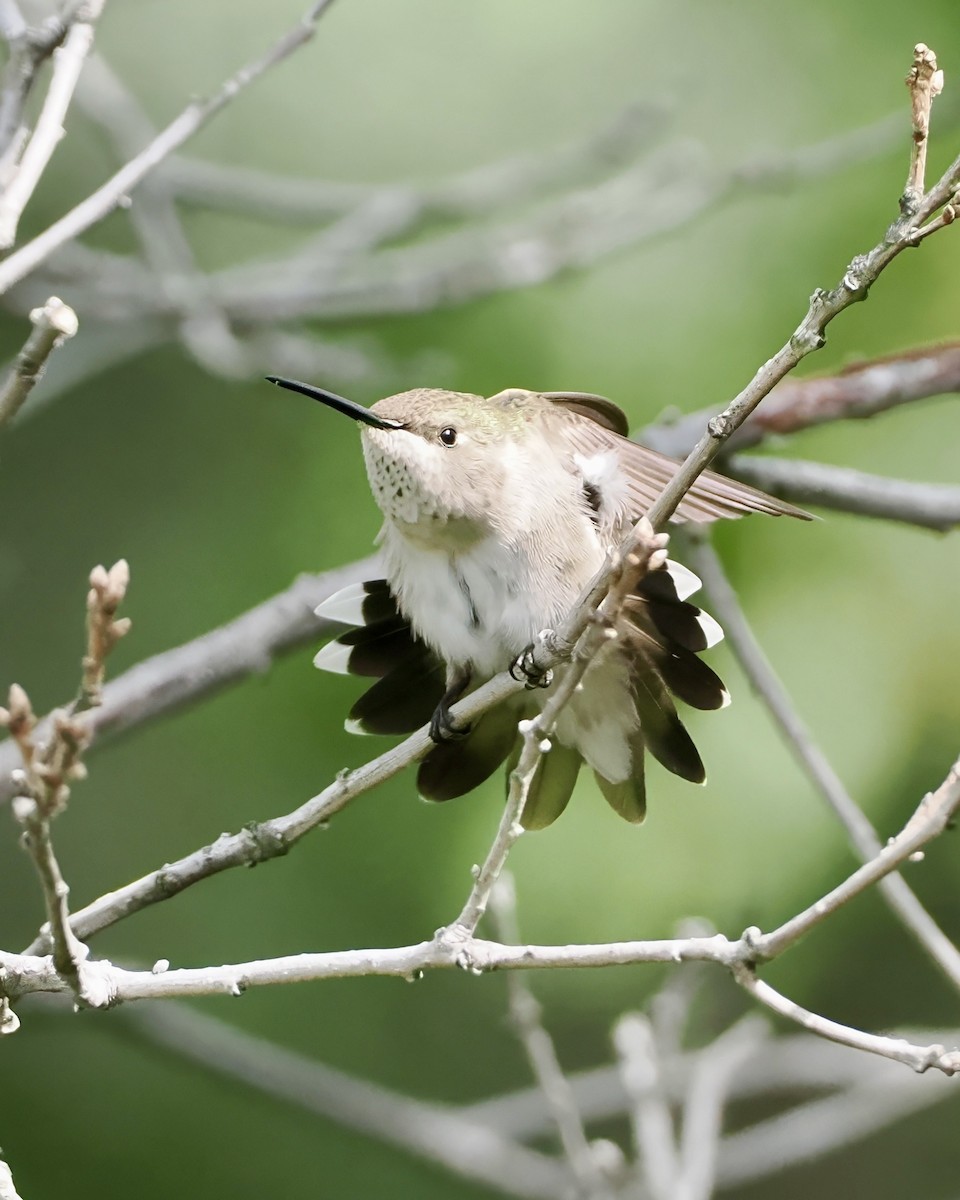 Black-chinned Hummingbird - ML620297625