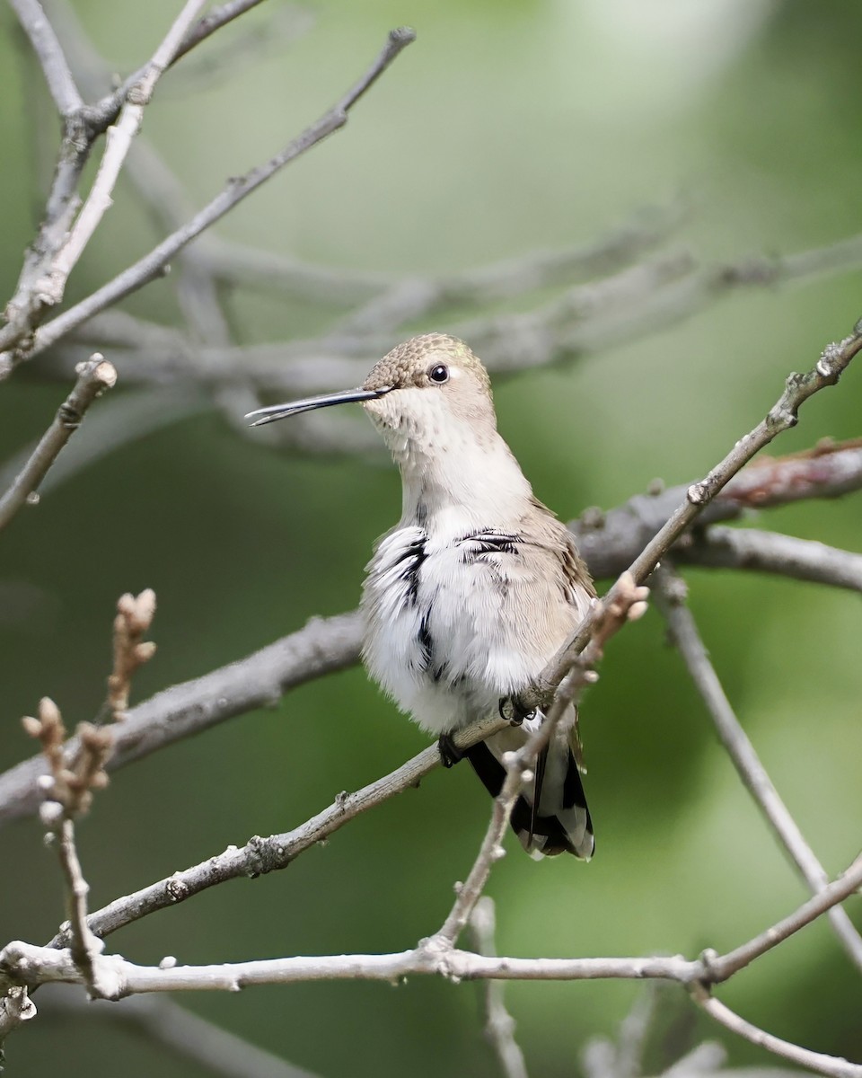 Black-chinned Hummingbird - ML620297626