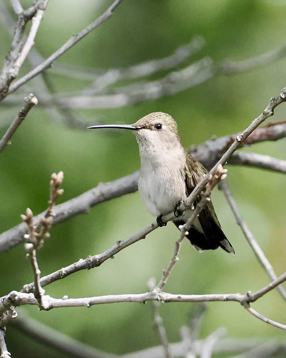 Black-chinned Hummingbird - ML620297627