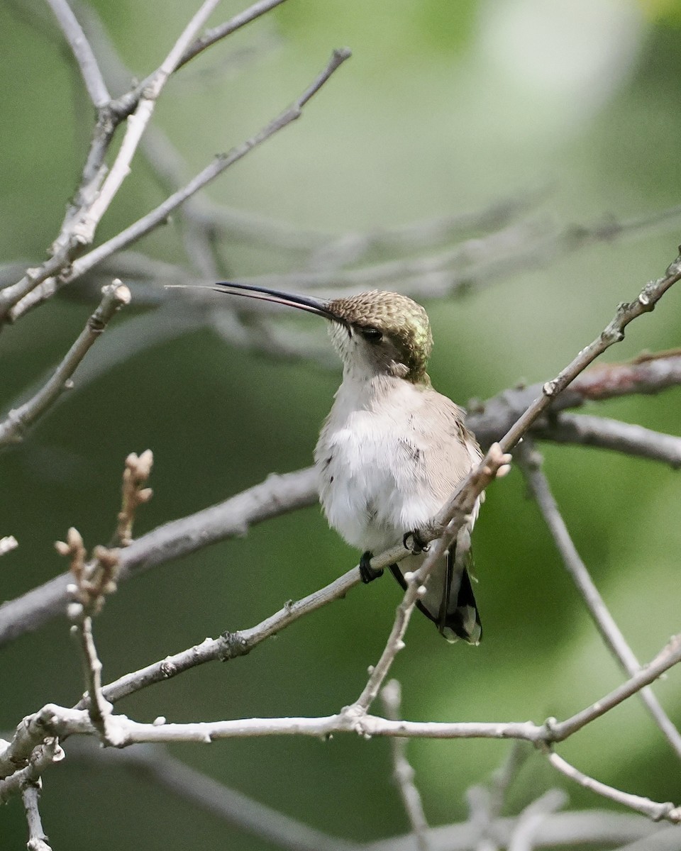 Black-chinned Hummingbird - ML620297628