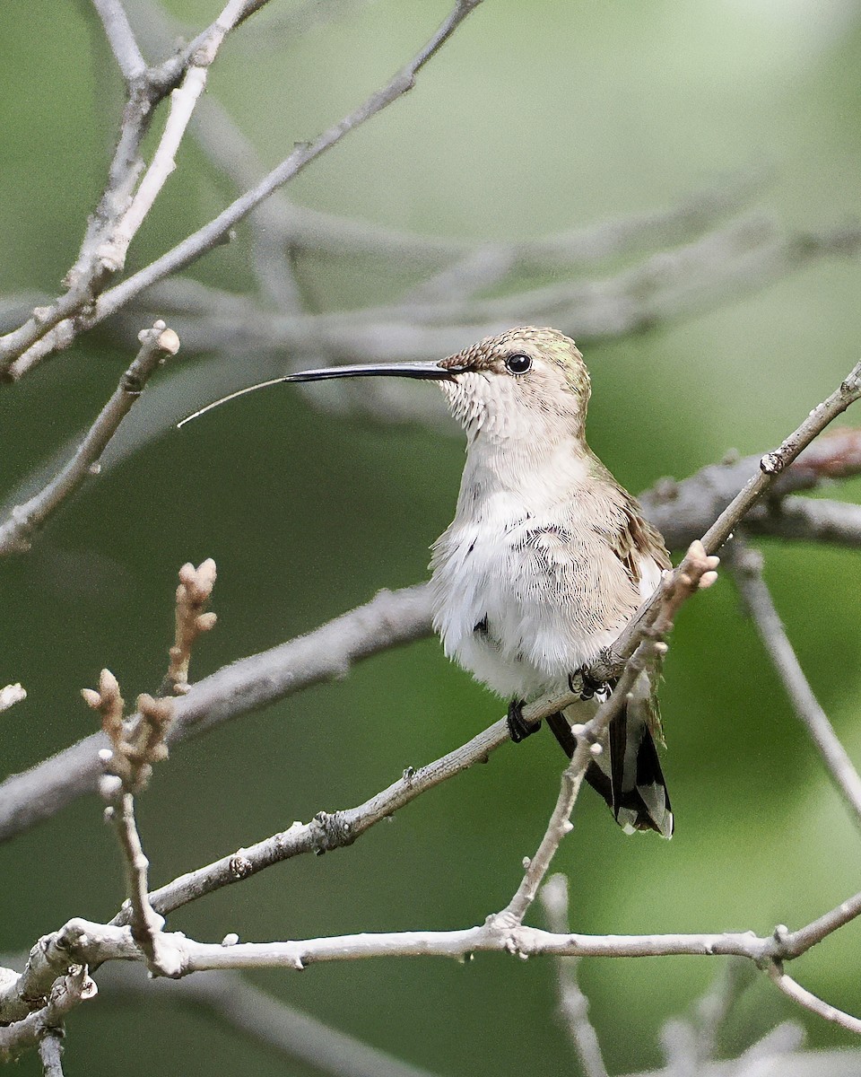 Black-chinned Hummingbird - ML620297629