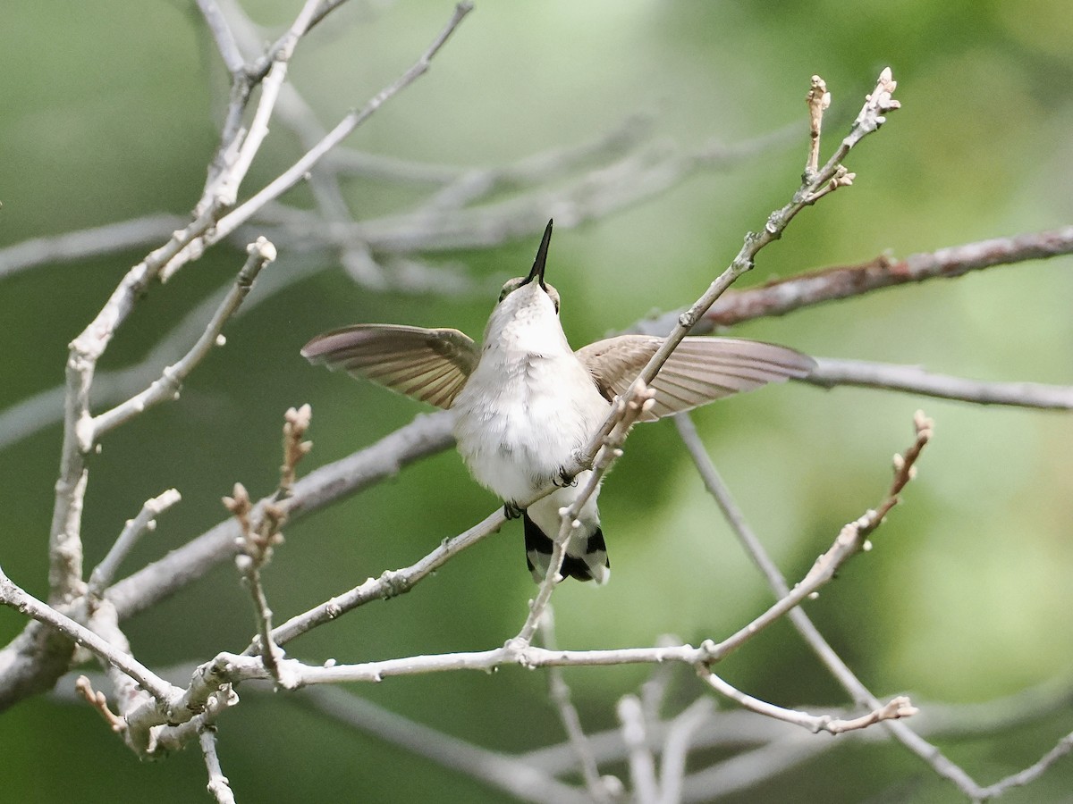 Black-chinned Hummingbird - ML620297630