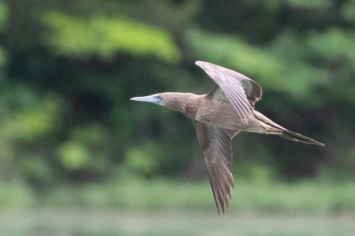 Brown Booby - ML620297631