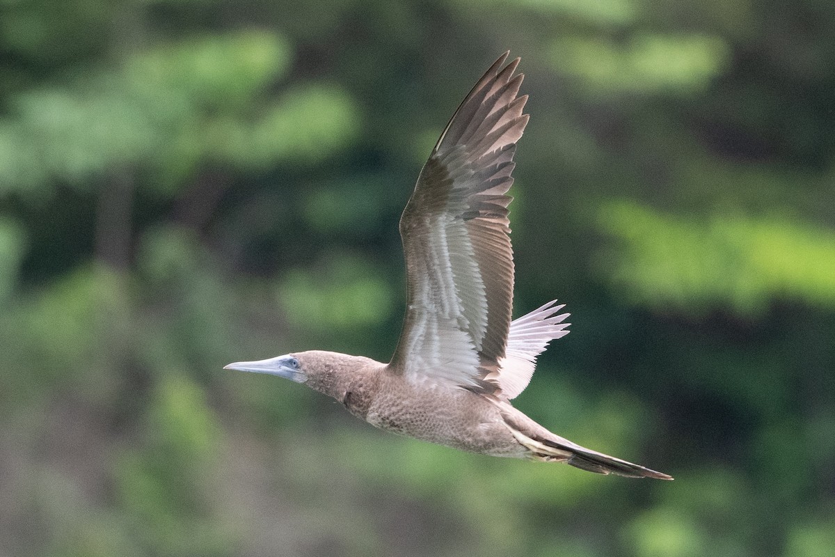 Brown Booby - ML620297632