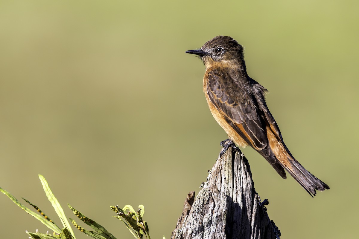 Cliff Flycatcher - ML620297633