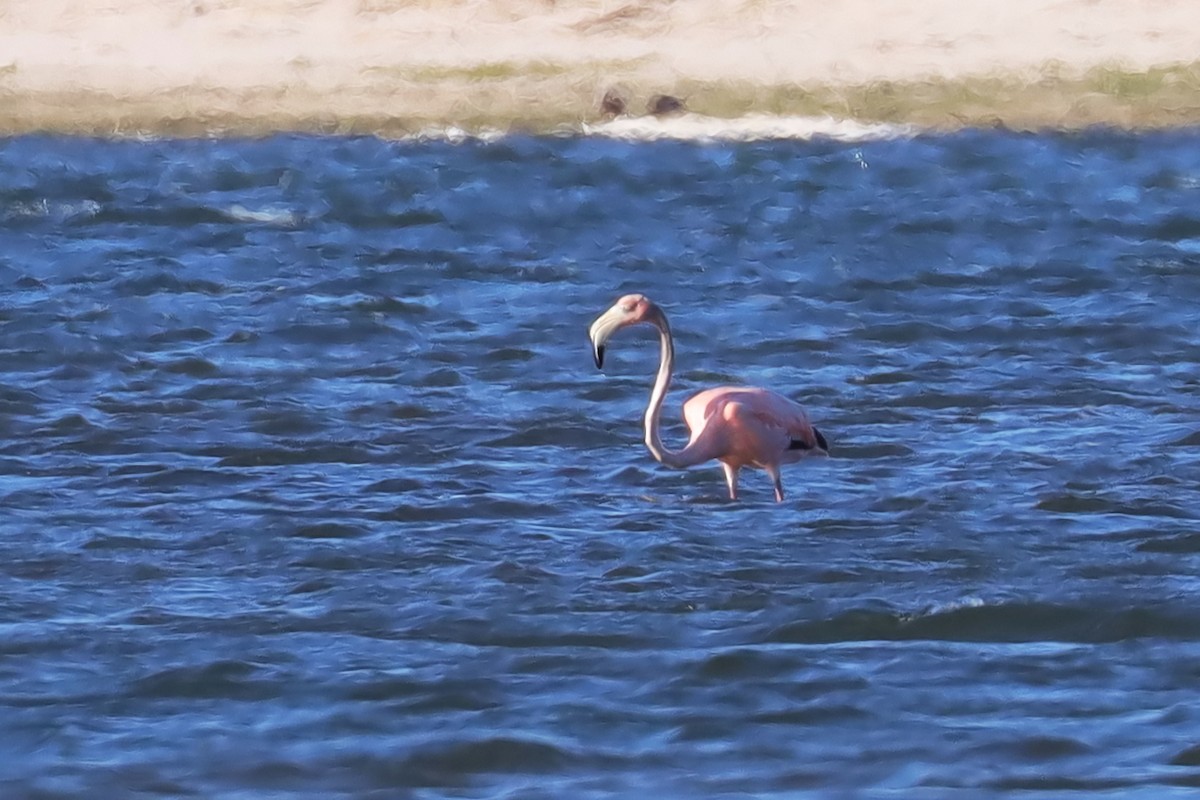 Amerika Flamingosu - ML620297638
