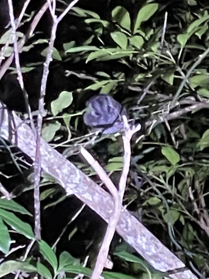 Australian Owlet-nightjar - ML620297646
