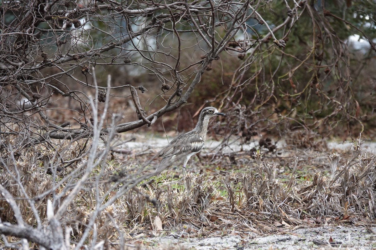 Bush Thick-knee - ML620297648