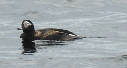 Long-tailed Duck - ML620297650