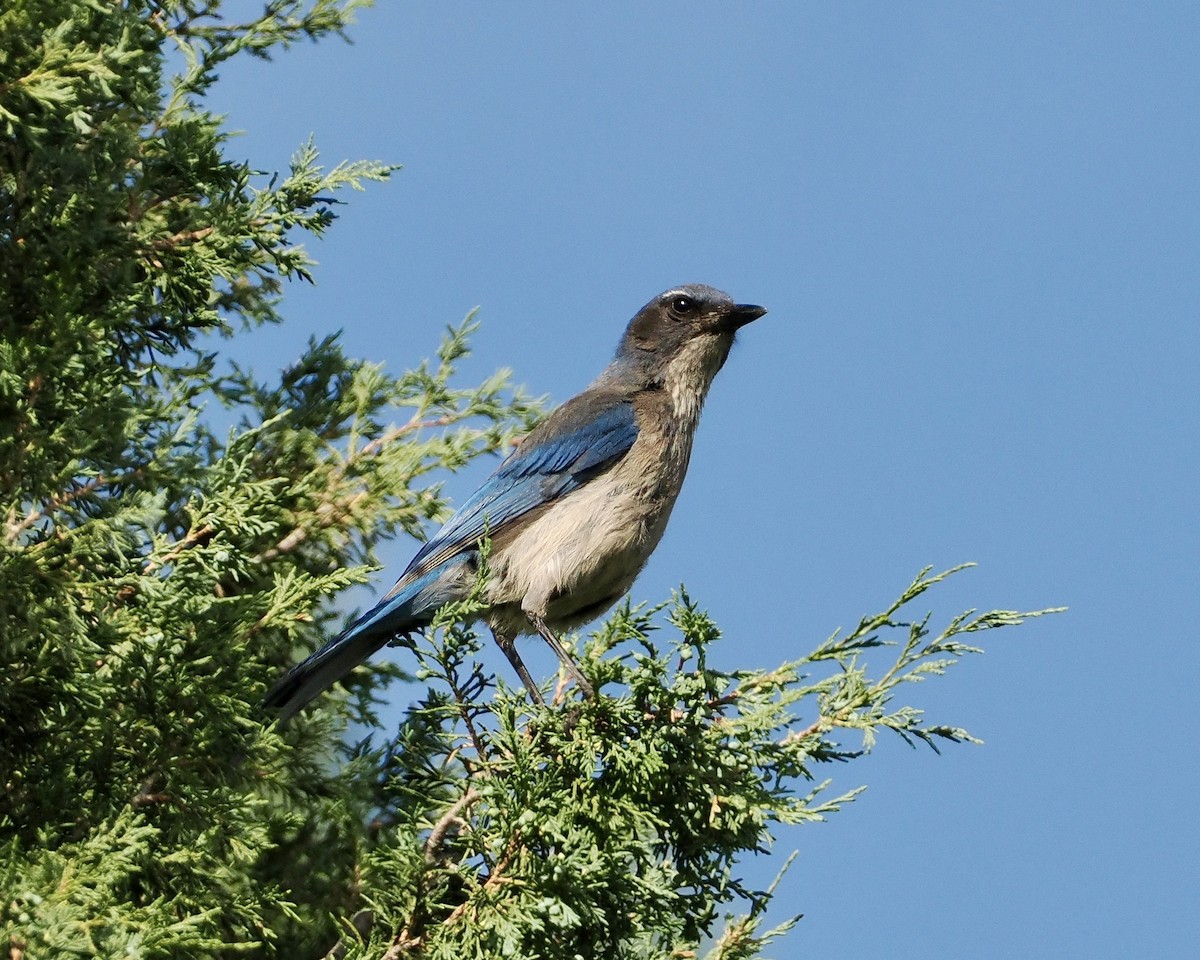 Woodhouse's Scrub-Jay - ML620297651