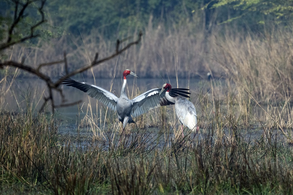 Sarus Crane - ML620297655