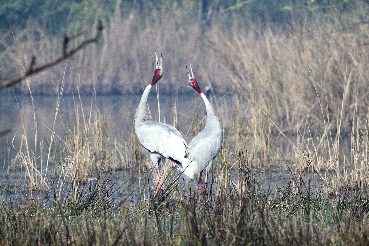 Sarus Crane - ML620297657