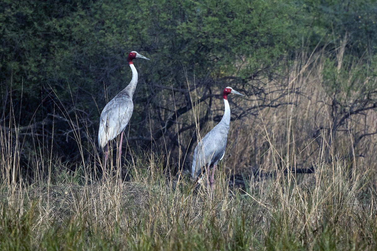 Sarus Crane - ML620297659