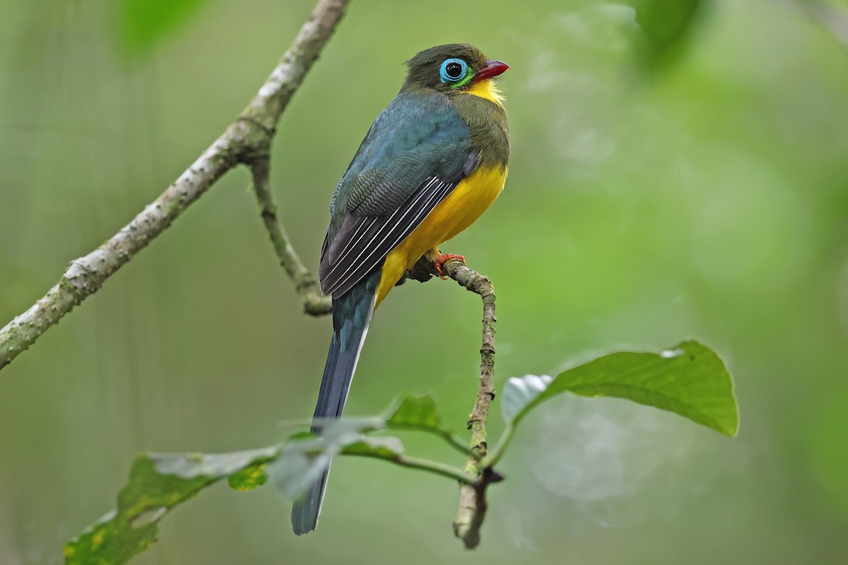 trogon sumaterský - ML620297663