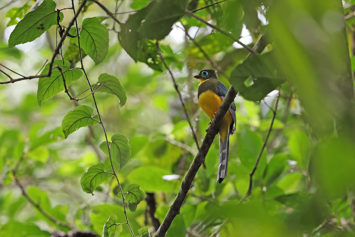 Trogon de Sumatra - ML620297664