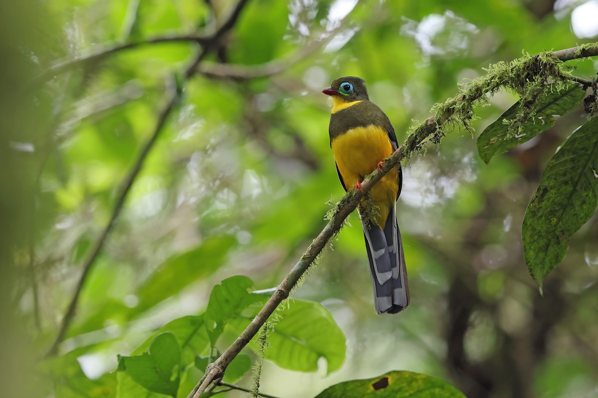 Trogon de Sumatra - ML620297665