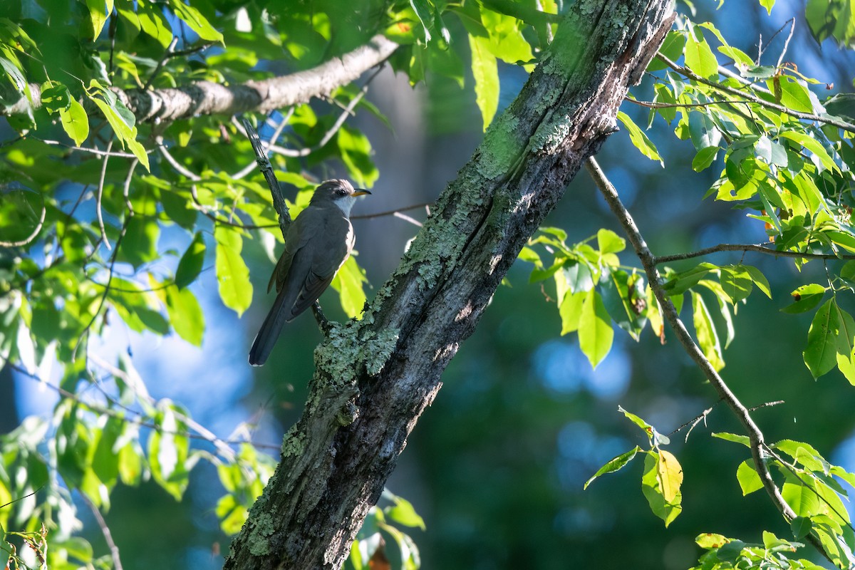 Yellow-billed Cuckoo - ML620297668