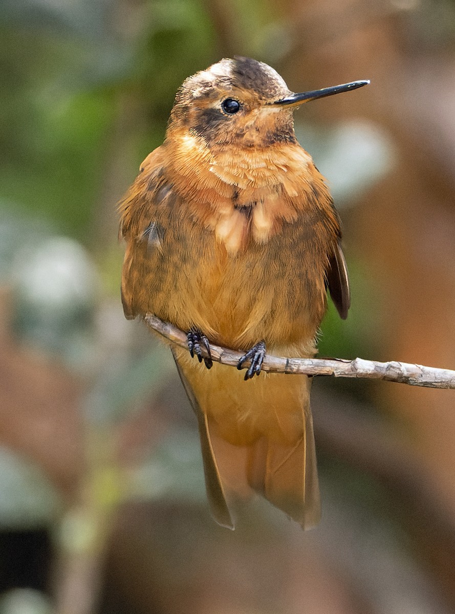 kolibřík duhovohřbetý - ML620297669
