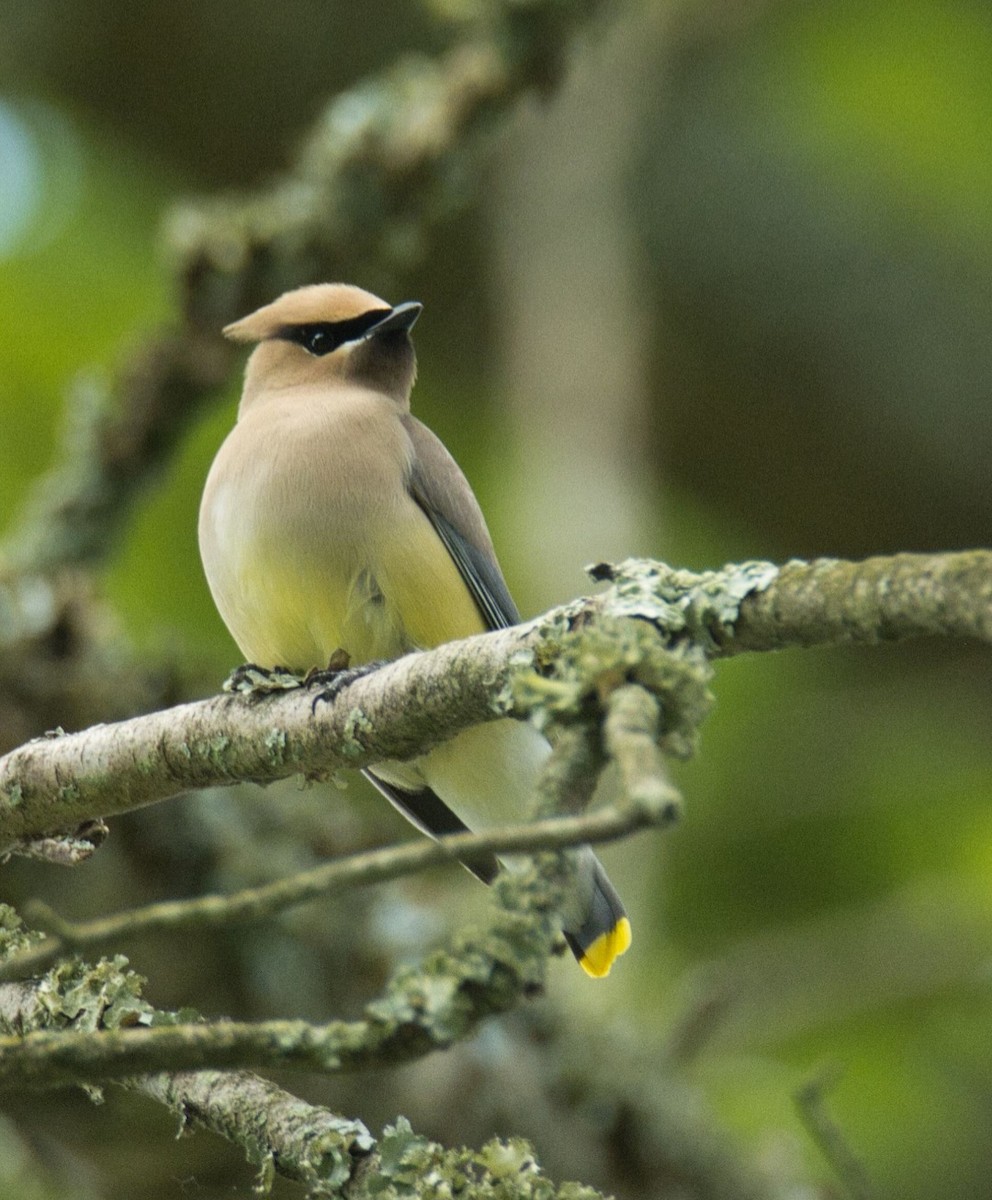 Cedar Waxwing - ML620297670