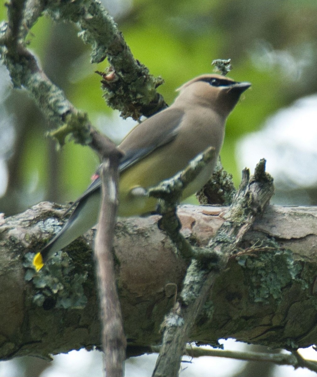 Cedar Waxwing - ML620297672